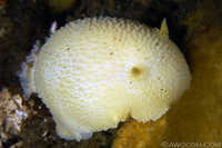 Anisdoris nobilis 4