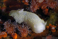 Cadlina luteomarginata 2