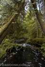 Stream in Naikoon Park