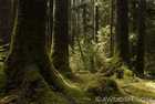 Old Growth Forest in Naikoon Park
