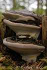 Forest Fungi