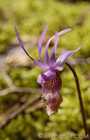 Wild Orchid