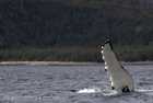 Humpback Whale Fin 
