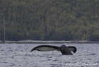 Humpback Whale Tail Fluke