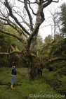 Ancient Alder at Skedans