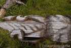 Sculpin Carving at Skedans