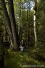 Trail Near the Golden Spruce