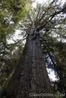 Old Growth in Naikoon Park