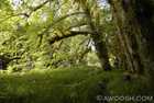 Forest Grove Near Golden Spruce