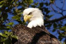 Highlight for Album: Queen Charlotte Islands (Haida Gwaii), BC - June 2007