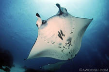 Highlight for Album: Raja Ampat & Ambon, Indonesia - 2010