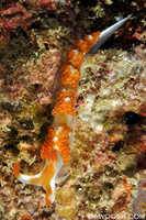 Unknown Nudibranch