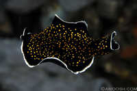 Unknown Flatworm