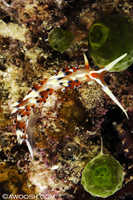 Caloria indicta