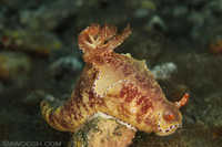 Ceratosoma gracillimum