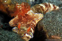 Ceratosoma trilobatum