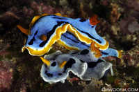 Chromodoris annae & chromodoris dinae