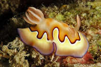 Chromodoris coi