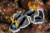 Chromodoris dianae
