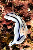 Chromodoris lochi