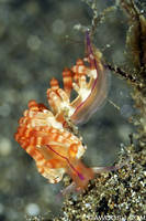 Highlight for Album: Raja Ampat, Indonesia