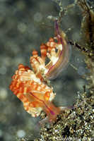 Flabellina rubrolineata