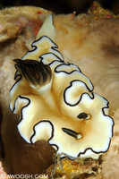 Glossodoris atromarginata