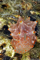 Halgerda batangas
