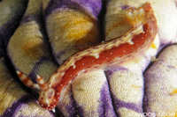 Hypselodoris maculosa