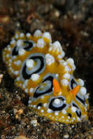 Phyllidia ocellata