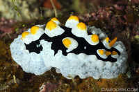 Phyllidia varicosa