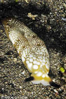 Plakobranchus ocellatus
