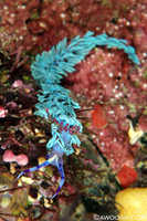 Pteraeolidia ianthina