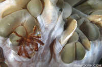 Orangutuan Crab on Anemone