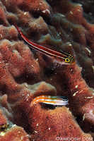 Leetle Fish