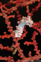 Pygmy Sea Horse