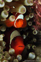 Mr and Mrs Spinecheek Anemonefish