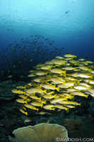 Schooling Grunts