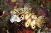Risbecia tryoni Nudibranchs