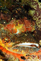 Tassled Scorpionfish