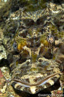 Crocodile Fish
