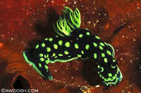 Nembrotha kubaryana Nudibranch