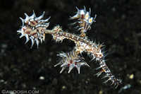 Harlequin Ghost Pipefish