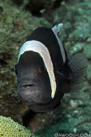 Panda Anemonefish