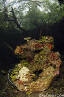 Mangrove