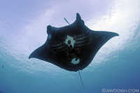 Black Manta Magic