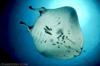 Manta Ray 2