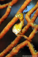 Pygmy Seahorse