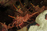 Hingebeak Shrimp
