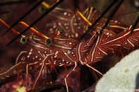 Hingebeak Shrimp